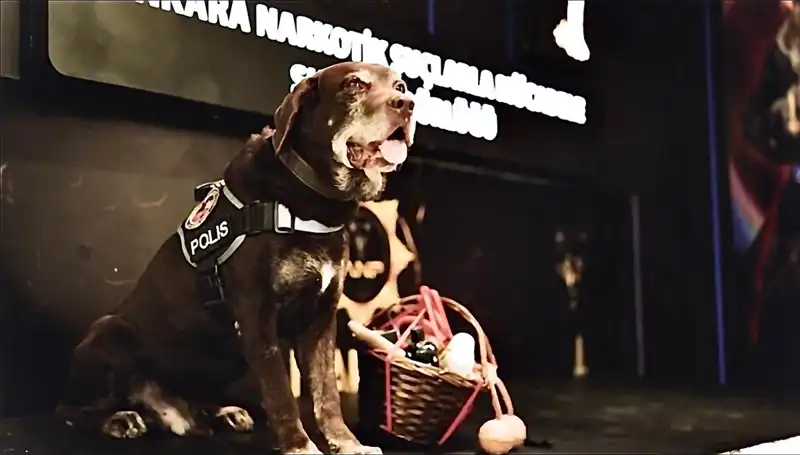 Ankara Emniyeti'nin Narkotik Köpeği 'Toma', 11 Yılın Ardından Emekli Oldu