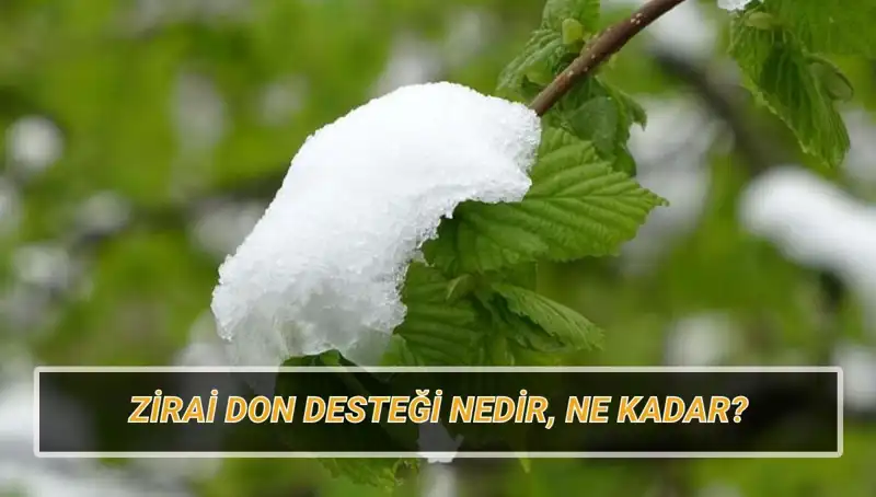 Zirai Don Desteği Sağlanacak İllere ve Miktarına Dair Detaylar
