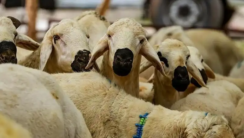Kurban Bayramı 2025'te Kurban Kesmek Farz mı? Tüm Detaylar Burada!