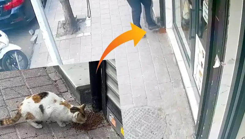Kedilerin Mama Sevinci: Sıra Dışı Bir Olay Tanıklarını Şaşırttı!