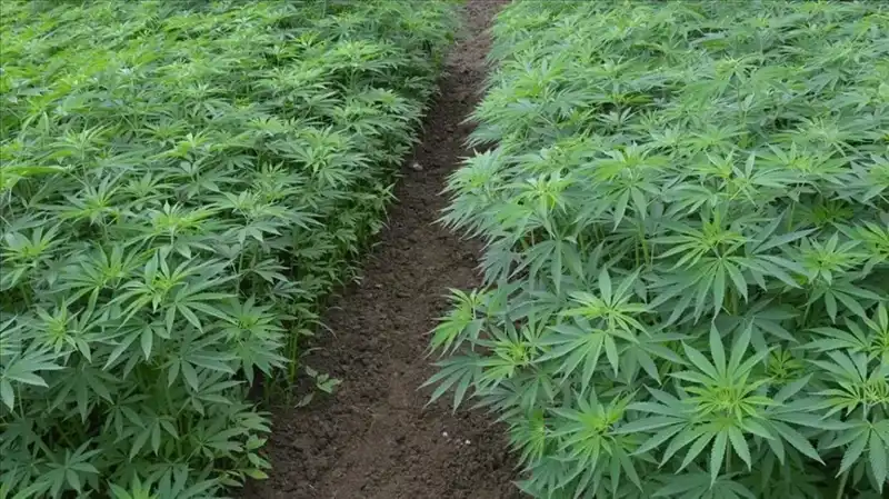 Kenevir Yetiştiriciliğinde Çığır Açan Karar: 21 İlde Üretim Artık Resmi!