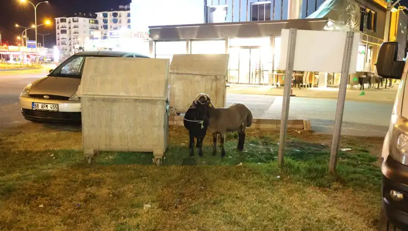 Mor Karaman Koyunları Yolda Kaldı, Çevre Halkı İsyan Ediyor!