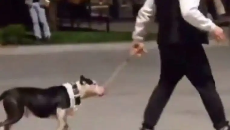 Ağızlıksız Pitbull Skandalı: Diğer Köpeklere Saldırdı, Sahibi Para Cezası Aldı