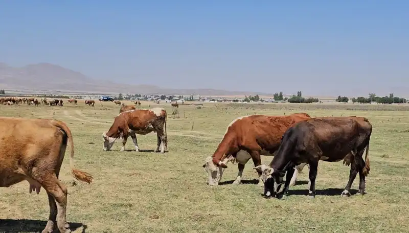 Arin Gölü'ndeki Kuraklık Krizi: Su Sıkıntısının Derinleşen Boyutları