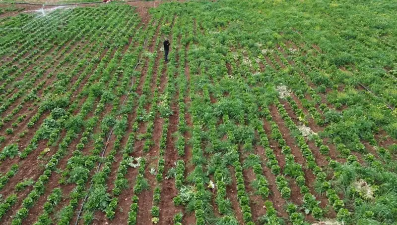 Kuraklık Marul Hasadını Vurdu: Üreticiler Ne Yapacak?