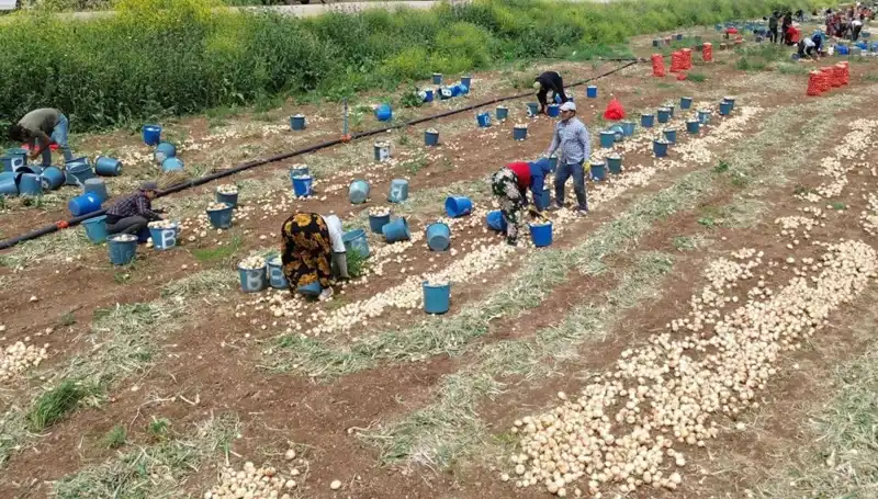 Soğan Hasadı Başladı: Fiyatların Düşüşü Tüketicilere Müjde Getiriyor