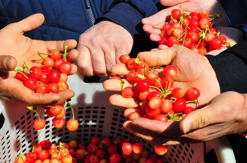 İlk Hasat Ürünleri 3.500 TL’den Satışa Sunuldu: Detaylar**