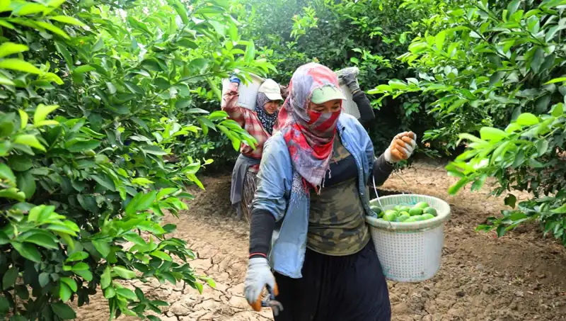 Markette Domatesin Kilosu 150 Lirayı Aştı: Düşüş Mü Geliyor?