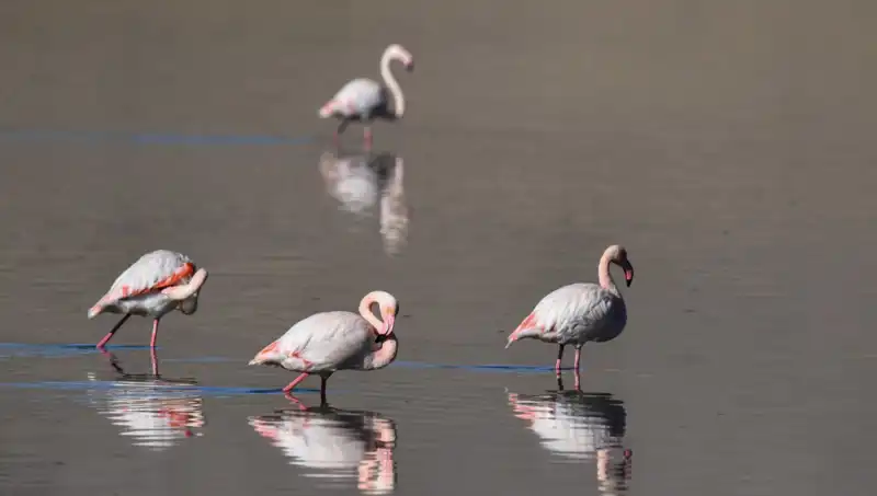 Kuş Cenneti Kuraklıkla Savaş Veriyor: Flamingo Popülasyonu Tehlikede