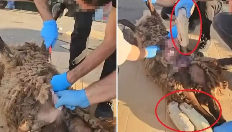 Zehir Tacirlerinin Şok Edici Yöntemi: Ölü Koyunun Karnındaki Sır
