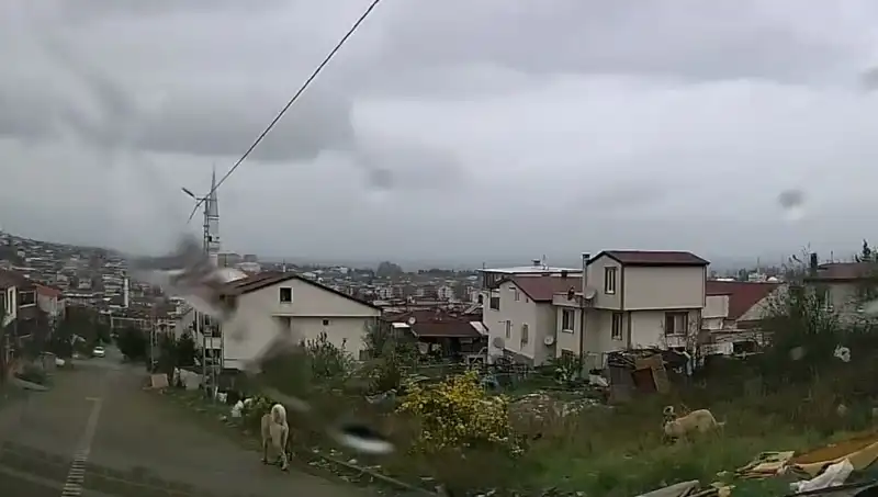 Sahipsiz Köpeklerin Saldırısında 5 Yaşındaki Çocuk Ağır Yaralandı!