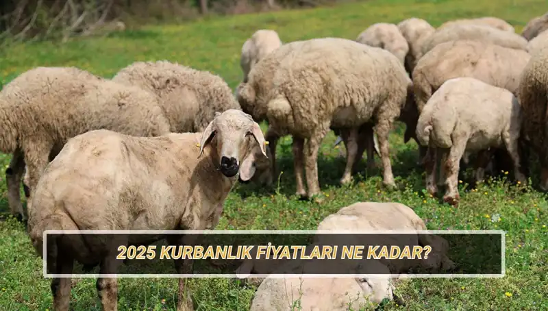 2025 Kurbanlık Fiyatları Ne Olacak? Büyükbaş ve Küçükbaş Kurban Araştırmaları Başladı!