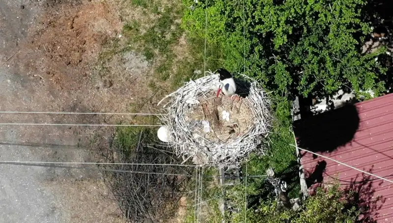 Baharın Müjdecisi: 22 Yıldır Aynı Yerde Yuva Yapan Kuş Cinsi