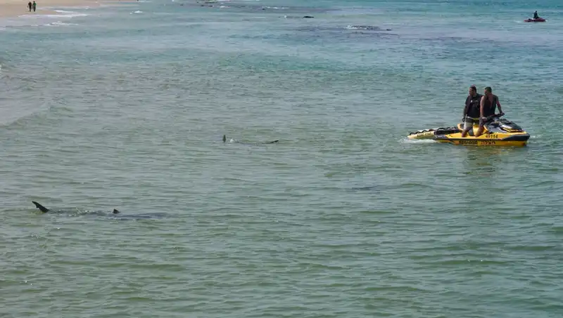 İsrail’de Shark Attack: Kayıp Yüzücü İçin Arama Çalışmaları Devam Ediyor