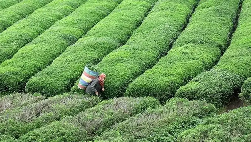 ÇAYKUR’dan Bayramda Da Yaş Çay Alımı: Çiftçiye Desteğin Sırrı!