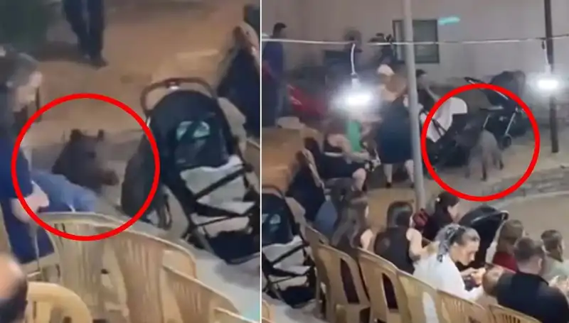 Düğün Törenine Sıçrayan Yaban Domuzu, Konuklarda Panik Yarattı!