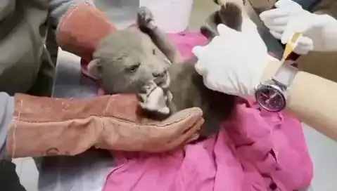 Karabük’te Büyüleyici Bir Keşif: Yavru Bozayı Ormanda Bulundu!