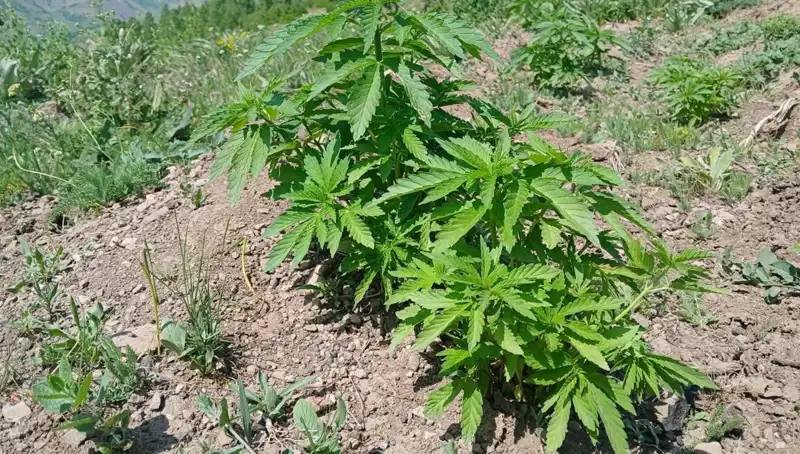 Bingöl’de Dev Operasyon: Kenevir ve Kaçak Tütün Yakalandı