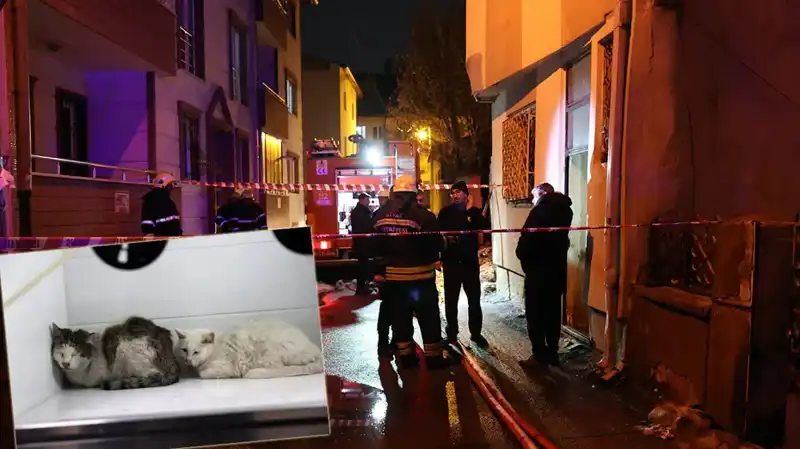 Evde Çıkan Yangında 26 Kedi Hayatını Kaybetti!