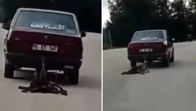 Otomobilin Arkasındaki Köpeği Sürükleyen Sürücü: Olayın Ardındaki Gerçekler