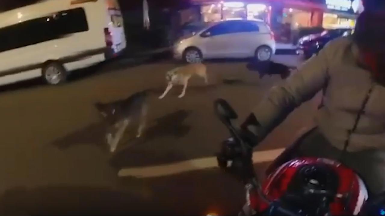 Motosikletliye saldıran başıboş köpekler korkuttu