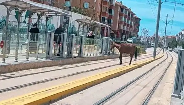 Eskişehir Tramvay Raylarında Görülen Başında Boş At Şaşkınlığı!