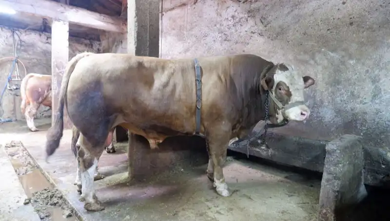 1 Ton 200 Kilo Ürün Satışa Sunuldu: Fiyatı Şoke Ediyor!