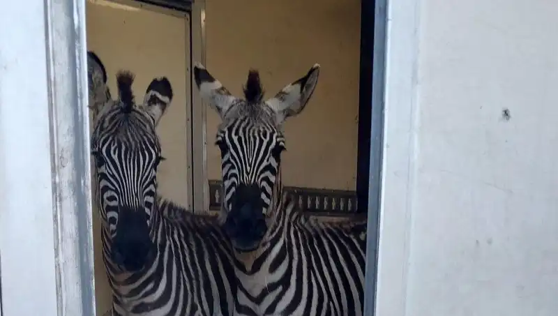 Sınırda Şok Eden Yakalama: Minibüsten 2 Zebra ve Diğer Egzotik Hayvanlar!