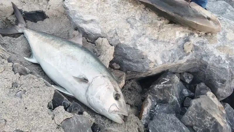 Oltayla Yakalanan 65 Kilo Balık, Avcıyı Zengin Etti: 18 Bin TL’ye Satıldı
