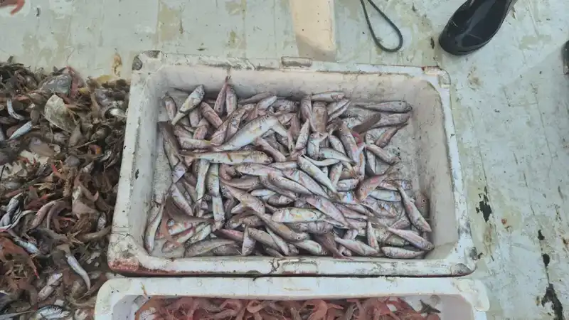 Kıyı Şehrinde Deniz Ürünleri Tazeliği: Limanda Gün Batımına Doğru Hızla Satışa Sunuluyor