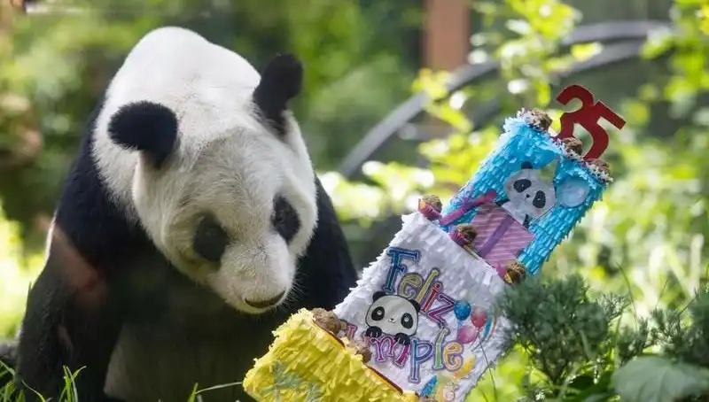 Dev Panda Xin Xin'in 35. Yaş Günü Kutlamasında Renkli Anlar